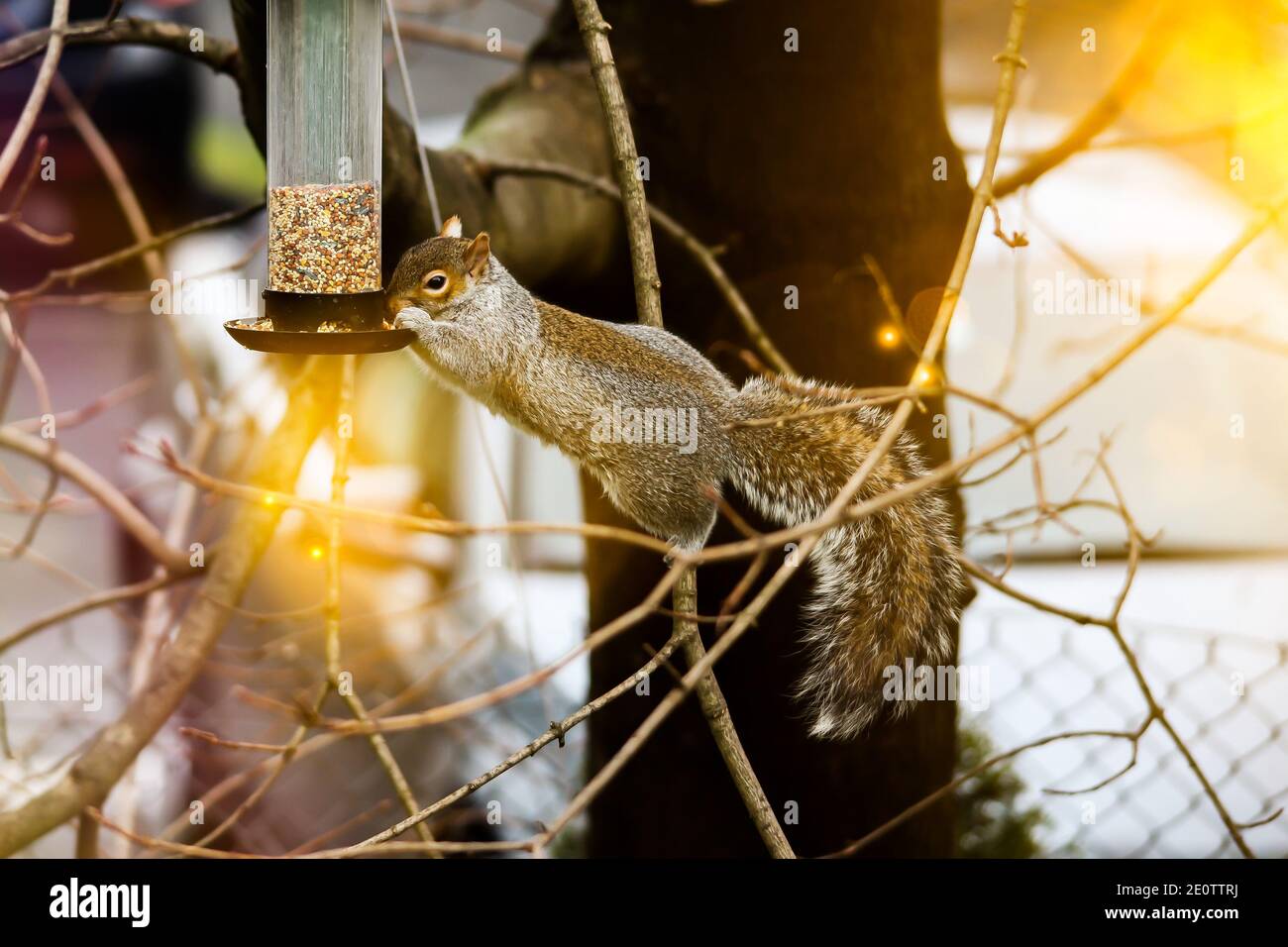 Eichhörnchen essen Samen aus Vogelfutter auf Baum mit Sonne Lichtreflexe Stockfoto