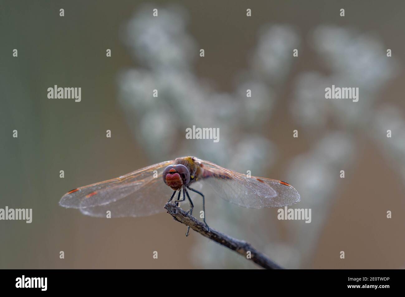 Variegated Meadowhawk (Sympetrum corruptum), Bosque del Apache National Wildlife Refuge, New Mexico, USA. Stockfoto