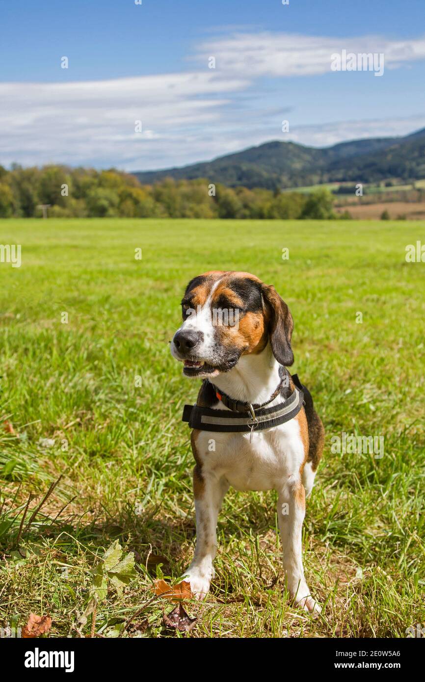 Ein Tricolore Beagle hat sich auf EINEM Green wohlgefühlt Wiese Stockfoto