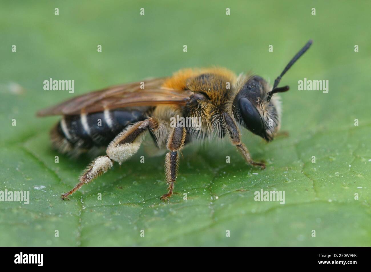 Die kurzfransige Bergbiene ( Andrena dorsata ) ist eine recht häufige und weit verbreitete Art, die auf 2 Generationen pro Jahr fliegt. Stockfoto