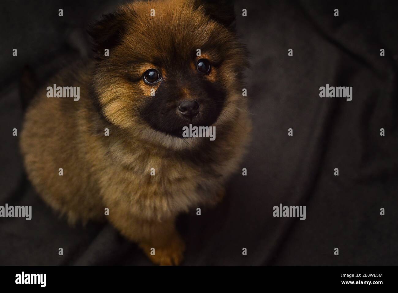 Kleine schöne Welpen Chow-Chow Hund flauschig, zottelig Postkarte Hundeschau zottelig Kuss Hund Tier Chow-Chow auf einem grauen Hintergrund. Hochwertige Fotos Stockfoto