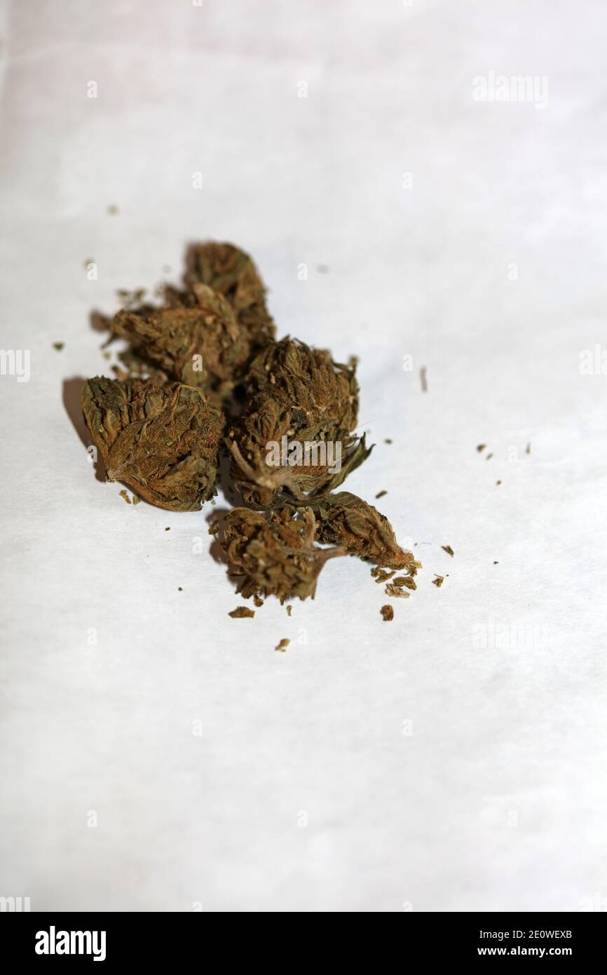 Medizinische Marihuana pharmazeutische Verwendung cbd super Zitrone Dunst Nahaufnahme moderne hochwertige Drucke. Stockfoto