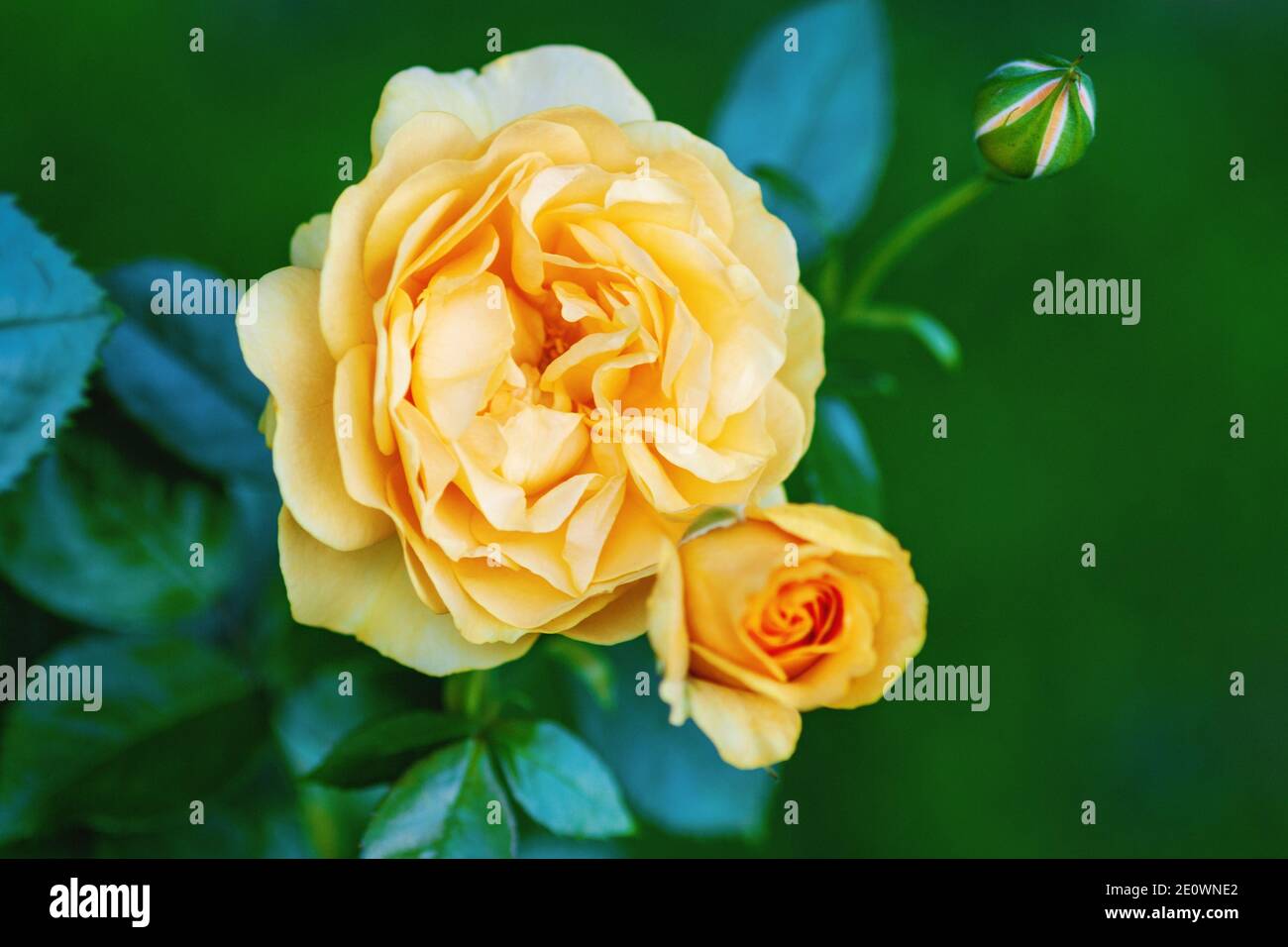 Gelb-orange Rose blüht im Garten Stockfoto