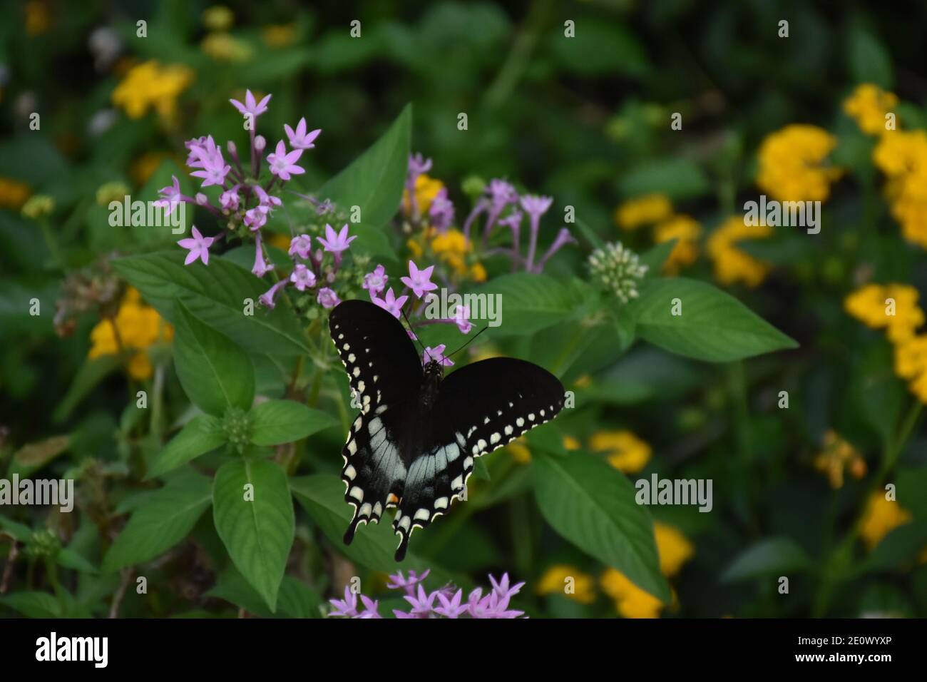 Ich habe dieses Makro-Bild eines Schmetterlings auf einer Blume oder Schmetterlinge auf einer Blume erstellt, um meine Makro-Fotografie-Fähigkeiten zu üben. Schmetterlinge sind wichtig Stockfoto