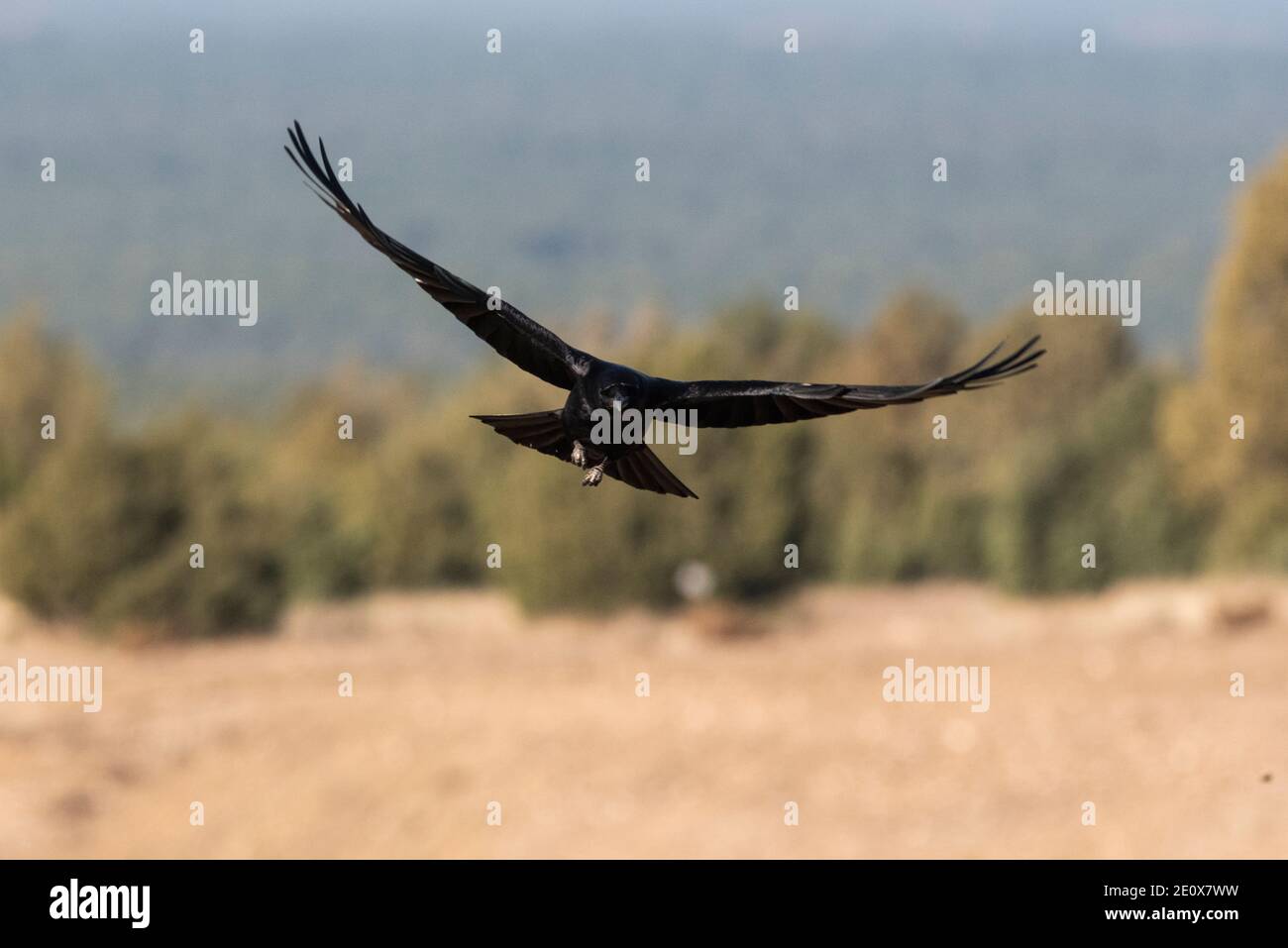 Fliegende Krähe corvus corone Stockfoto