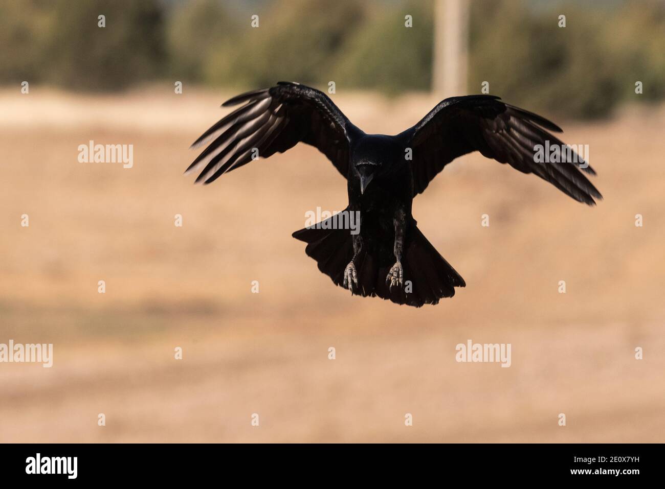 Fliegende Krähe corvus corone Stockfoto