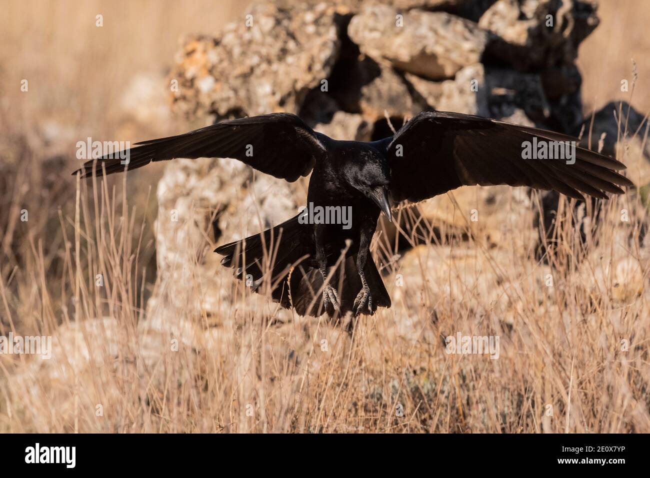 Fliegende Krähe corvus corone Stockfoto