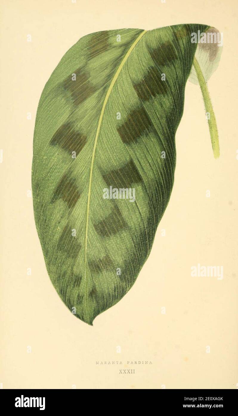 Les plantes a Feuillage coloré (Pl. XXXII) (6306108314). Stockfoto