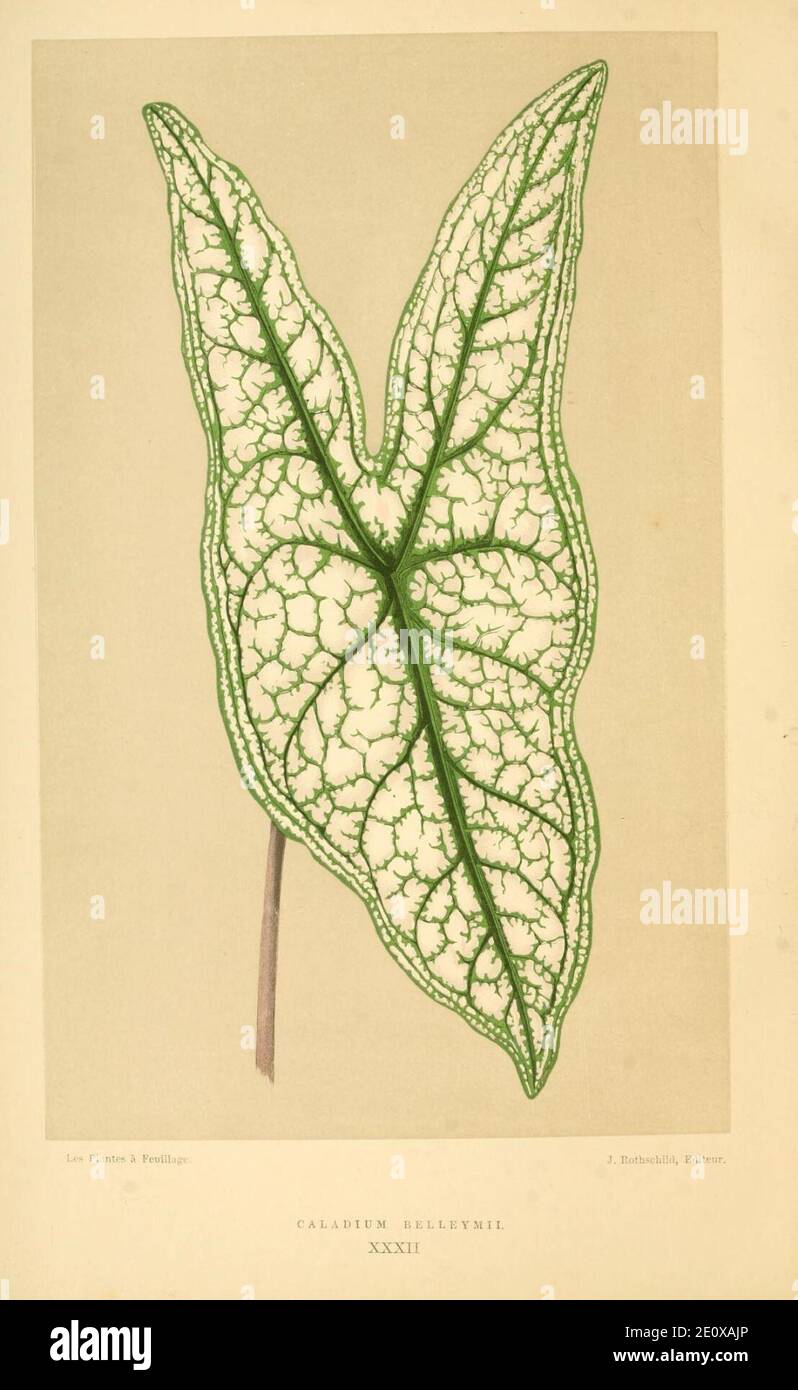 Les plantes a Feuillage coloré (Platte 032 Pl. XXXII) (8716472331). Stockfoto