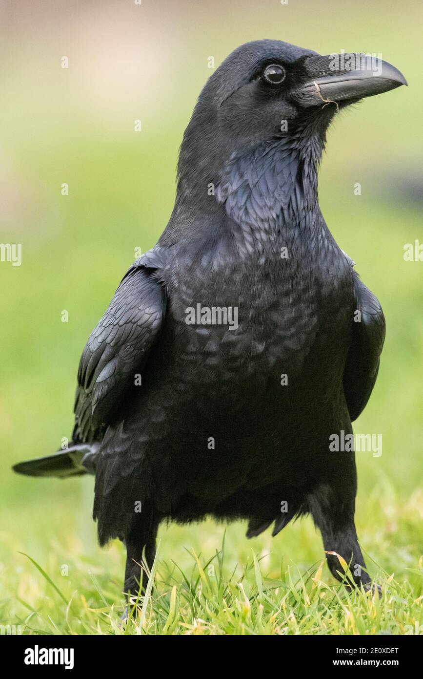 rabe thront schwarzen Vogel corvus corax Stockfoto