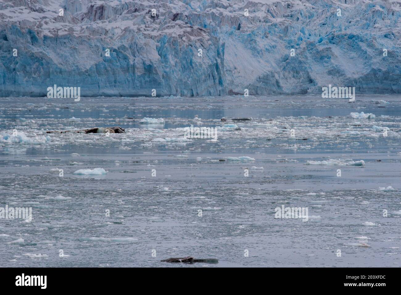 Gletscherfront und schwimmendes Eis Stockfoto