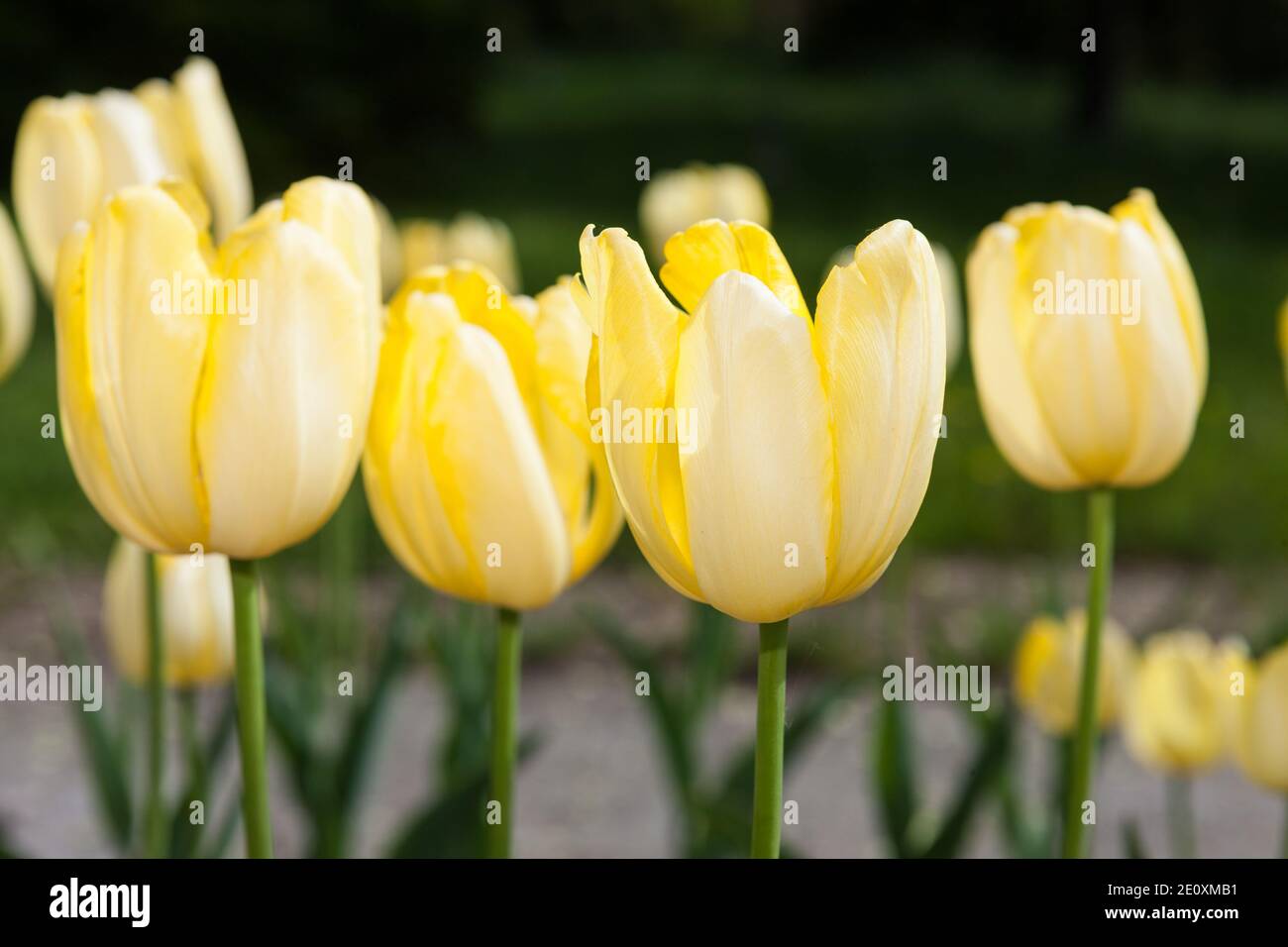 "Fats Domino" Triumph Tulpe, Triumftulpan (Tulipa gesneriana) Stockfoto