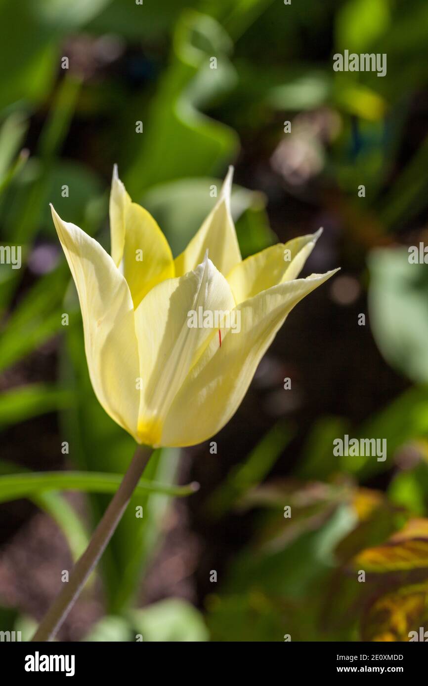 Apporo's 'Lily blühenden Tulpe, Liljetulpan (Tulipa gesneriana) Stockfoto