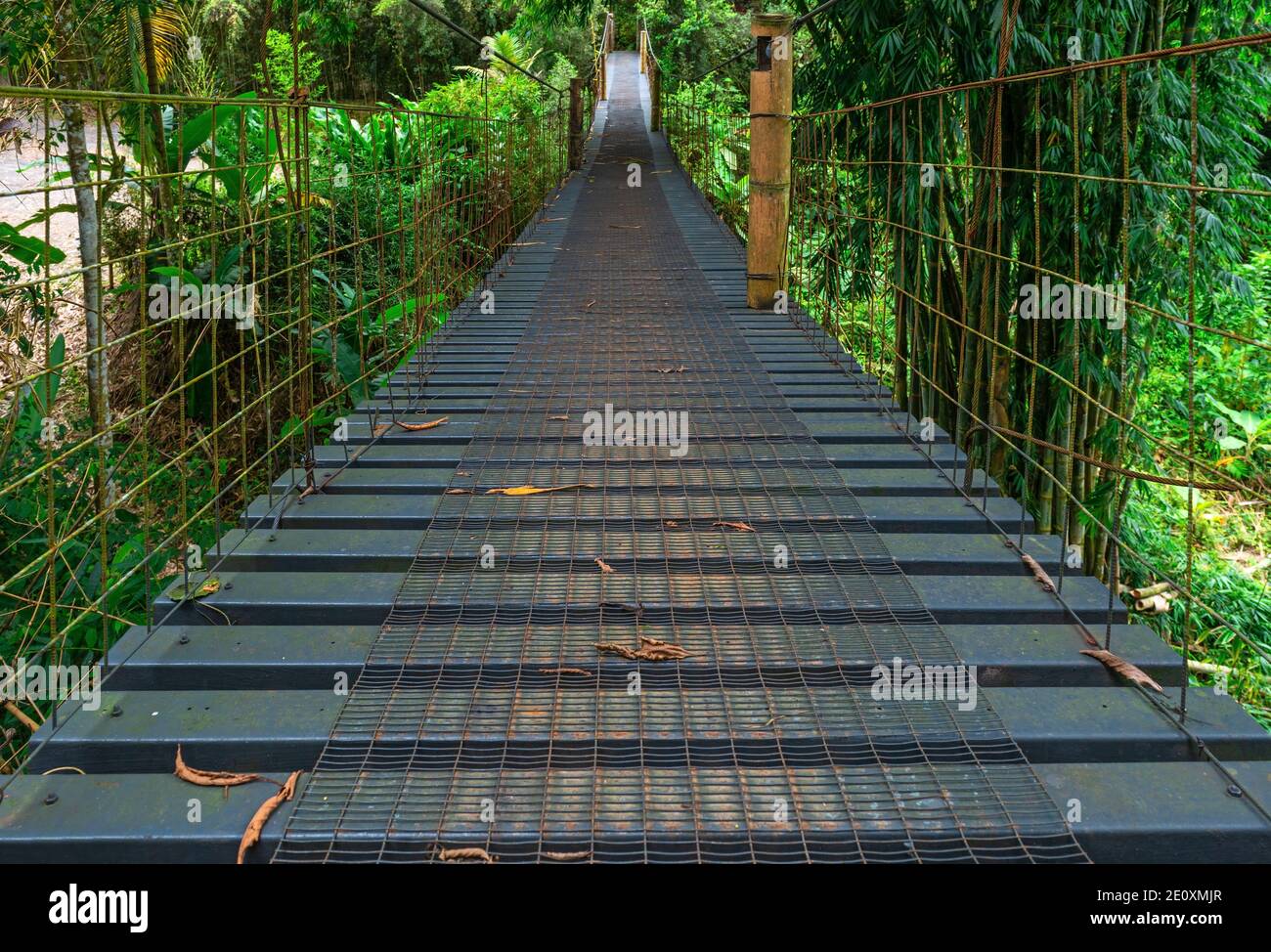 Erhöhter Baldachin Gehweg im Nebelwald von Mindo bei Quito, Ecuador. Stockfoto