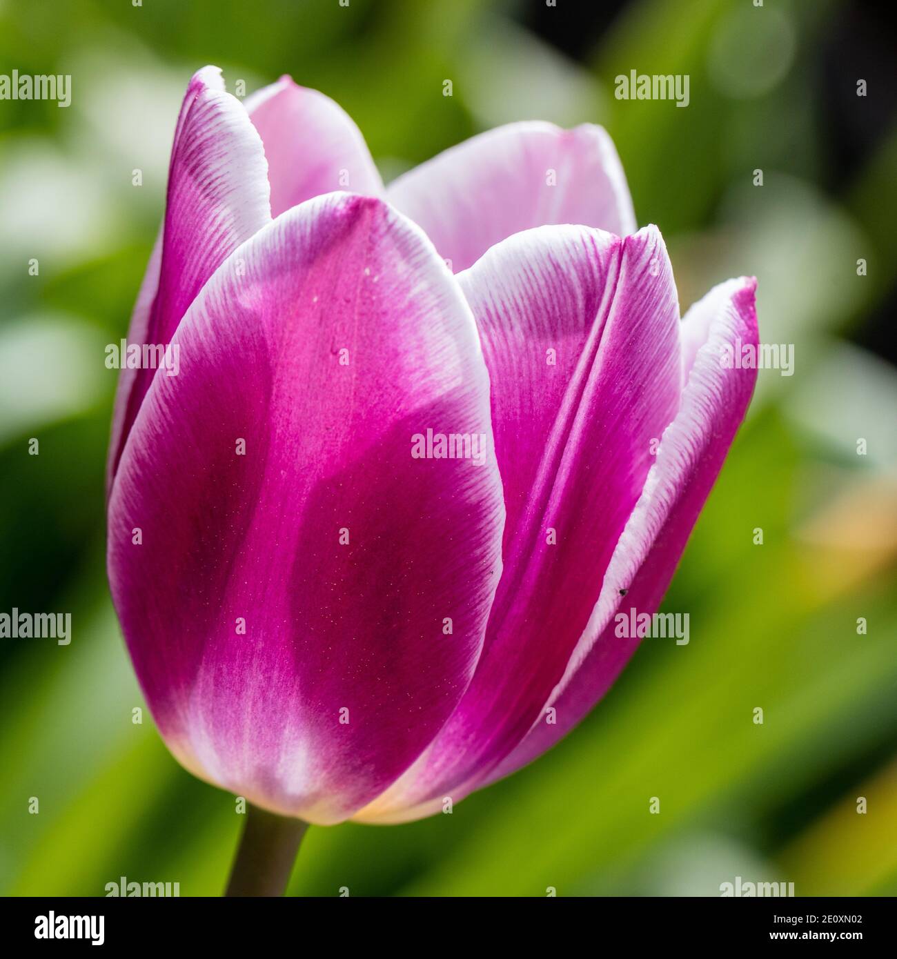 „Dreaming Maid“ Triumph Tulip, Triumphulpan (Tulipa gesneriana) Stockfoto