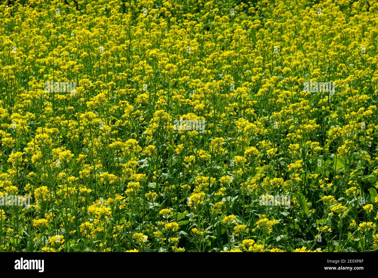 Riesige gelbe Senf Blumen in den größten Ort Stockfoto