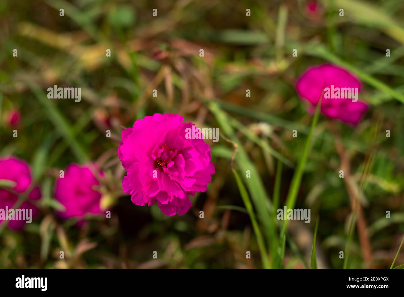 Super heiße rosa Farbe Gras Blumen im Gartenbau Center Pflanze Stockfoto