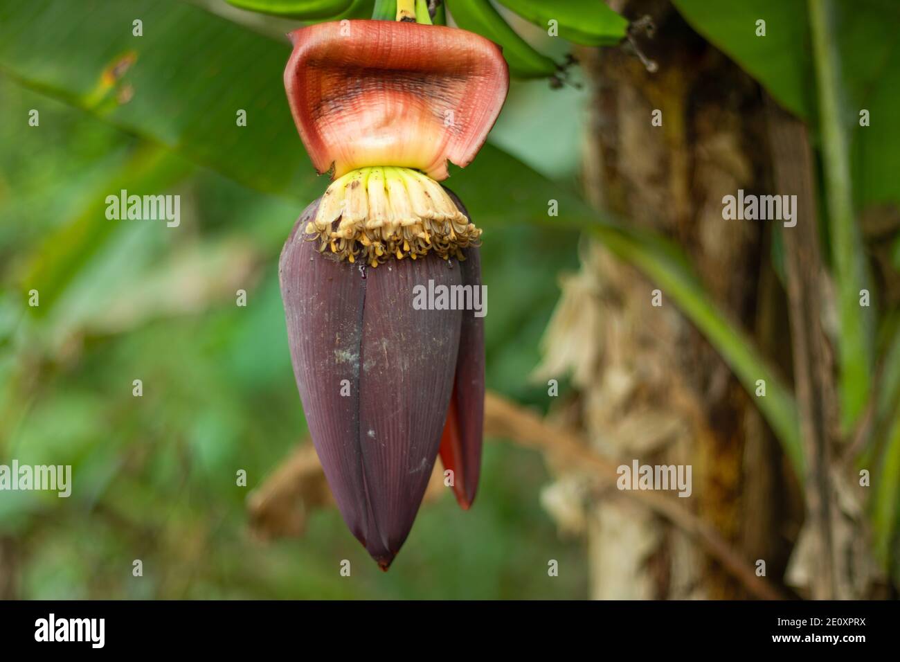 Eine einzige BANANE Blossom super näher und ein Gemüse Stockfoto