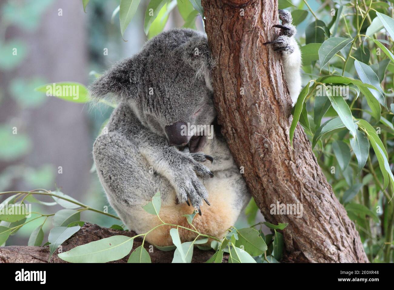 Niedliche und kuschelig schlafende Koala in einem Baum Stockfoto