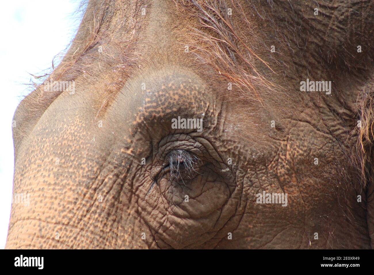 Nahaufnahme des Auges eines asiatischen Elefanten Stockfoto