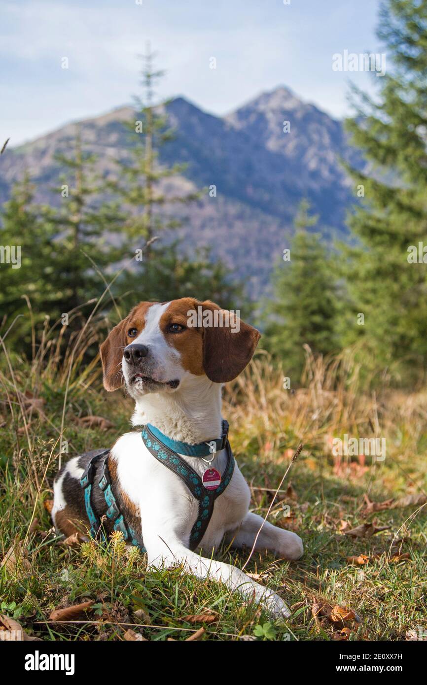 Beagle auf EINER Wanderung auf das Trainsjoch im Mangfall Berge - Im Hintergrund Das Sonnwendjoch Stockfoto