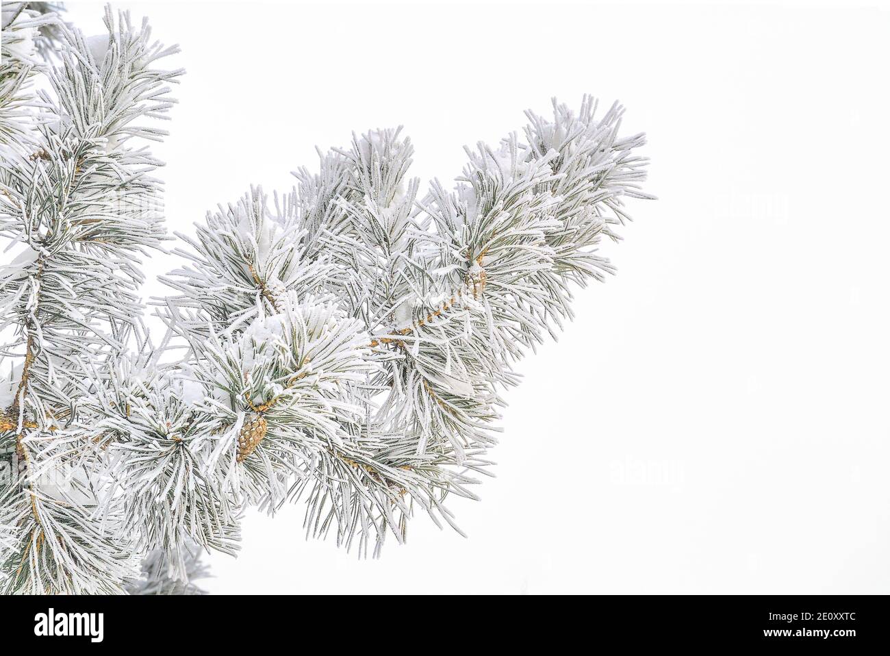 Kiefer Zweig mit Zapfen und hoarfrust oder rime und Schnee auf grünen Nadeln, isoliert auf weißem Hintergrund. Winter saisonalen Hintergrund bei harten frostigen w Stockfoto