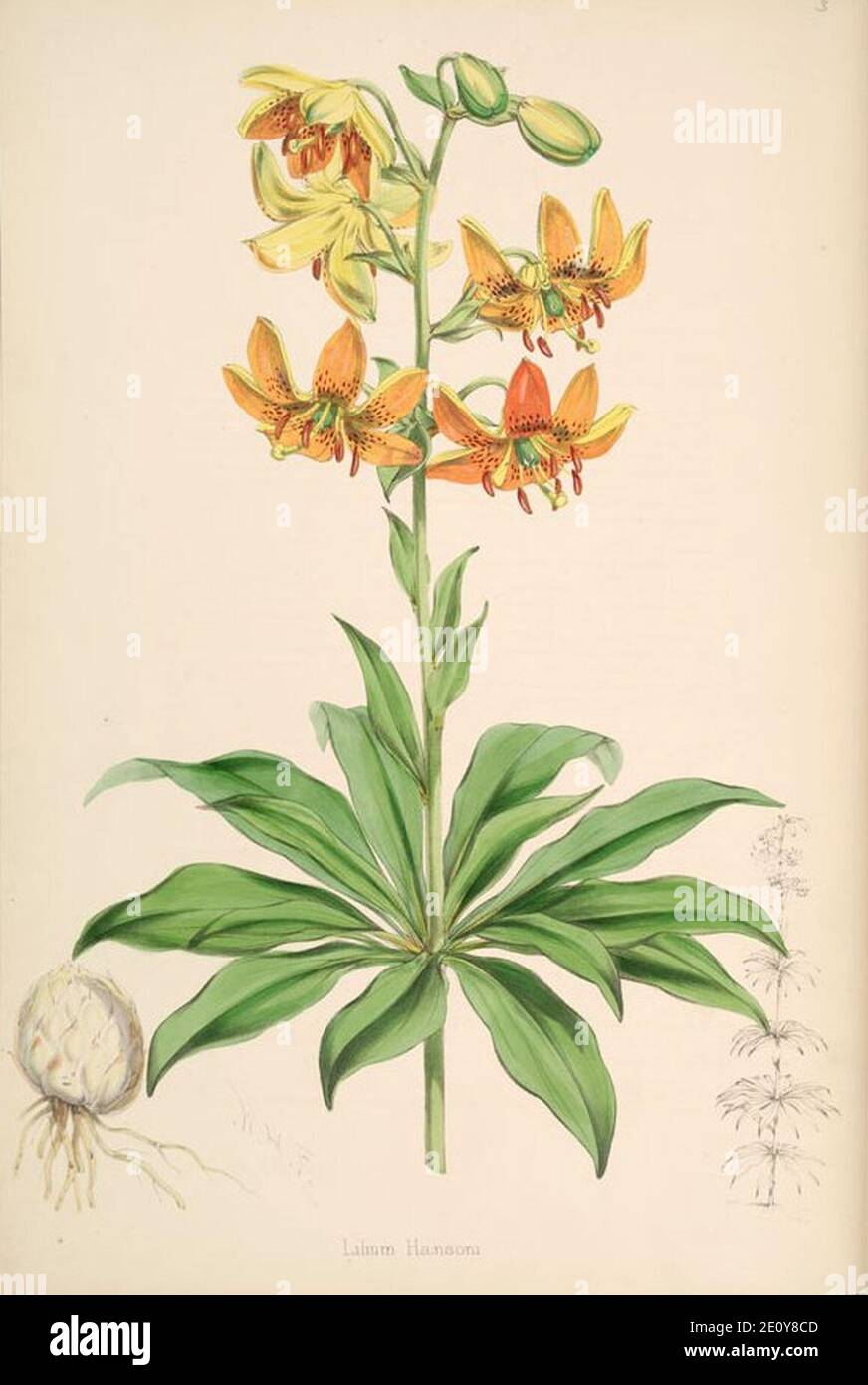 Lilium hansonii. Stockfoto