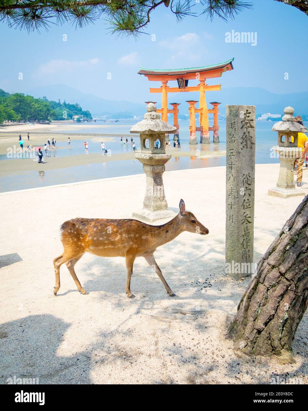 Eine weibliche Sika Hirsch (Cervus Nippon) vor der schwimmende torii Tor an den Itsukushima-Schrein auf der Insel Miyajima, Präfektur Hiroshima, Japan. Stockfoto