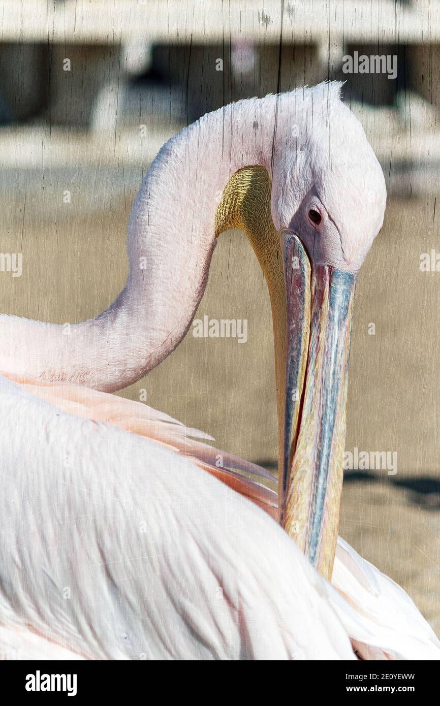 Berühmter Pelikanvogel, der für Fotos gegen den Strand posiert Stockfoto