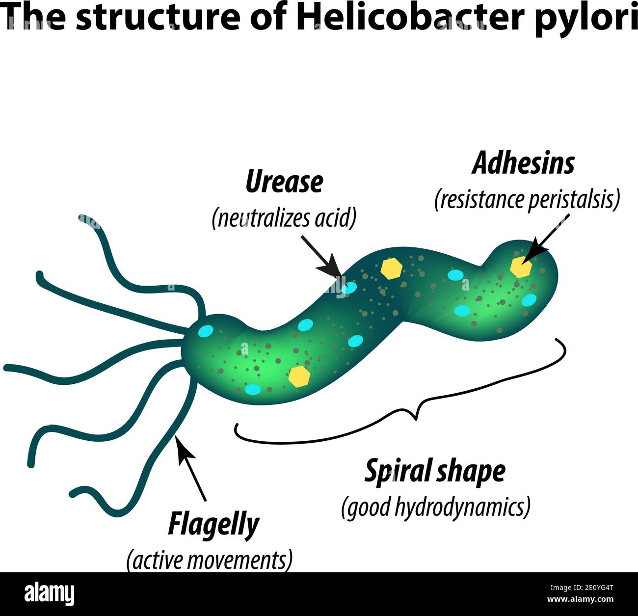 Die Struktur von Helicobacter pylori. Infografiken. Vektorgrafik auf isoliertem Hintergrund Stock Vektor