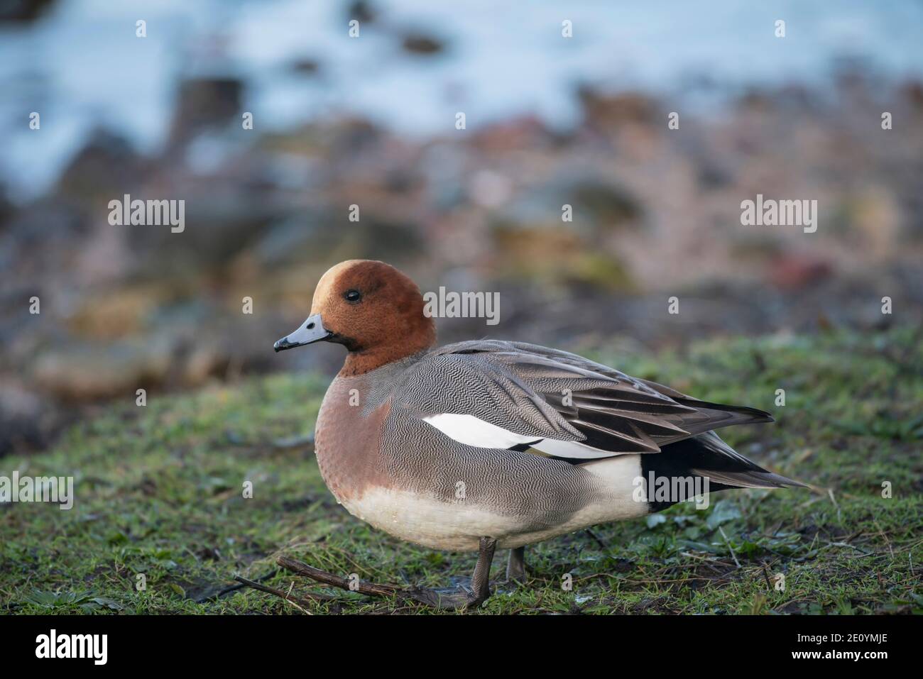 Europäischer Wirt, Anas penelope, Wintermigrant in Teile Großbritanniens, diese sind bei Martin Mere Lancashire. Stockfoto