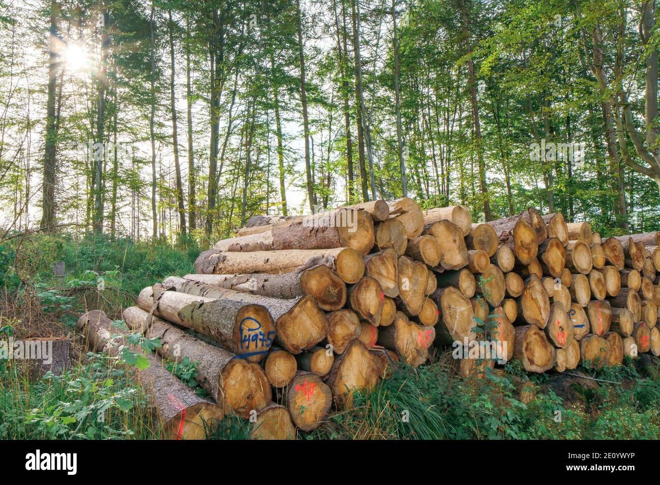 Holzstapel im sonnigen Wald Stockfoto