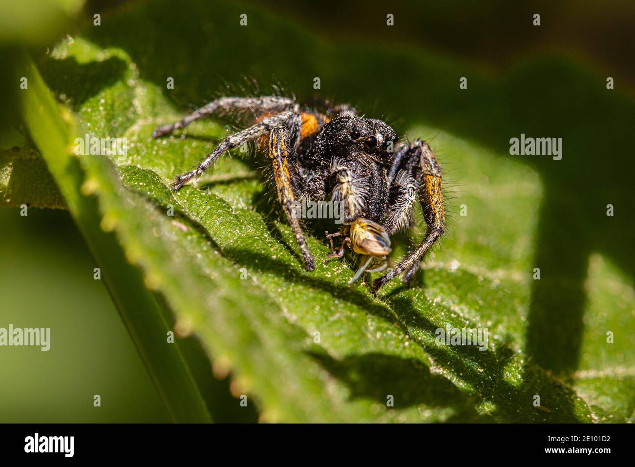 Goldaugen springende Spinne (Philaeus chrysops) mit Beute, Männchen, Zams,  Landeck, Tirol, Österreich, Europa Stockfotografie - Alamy