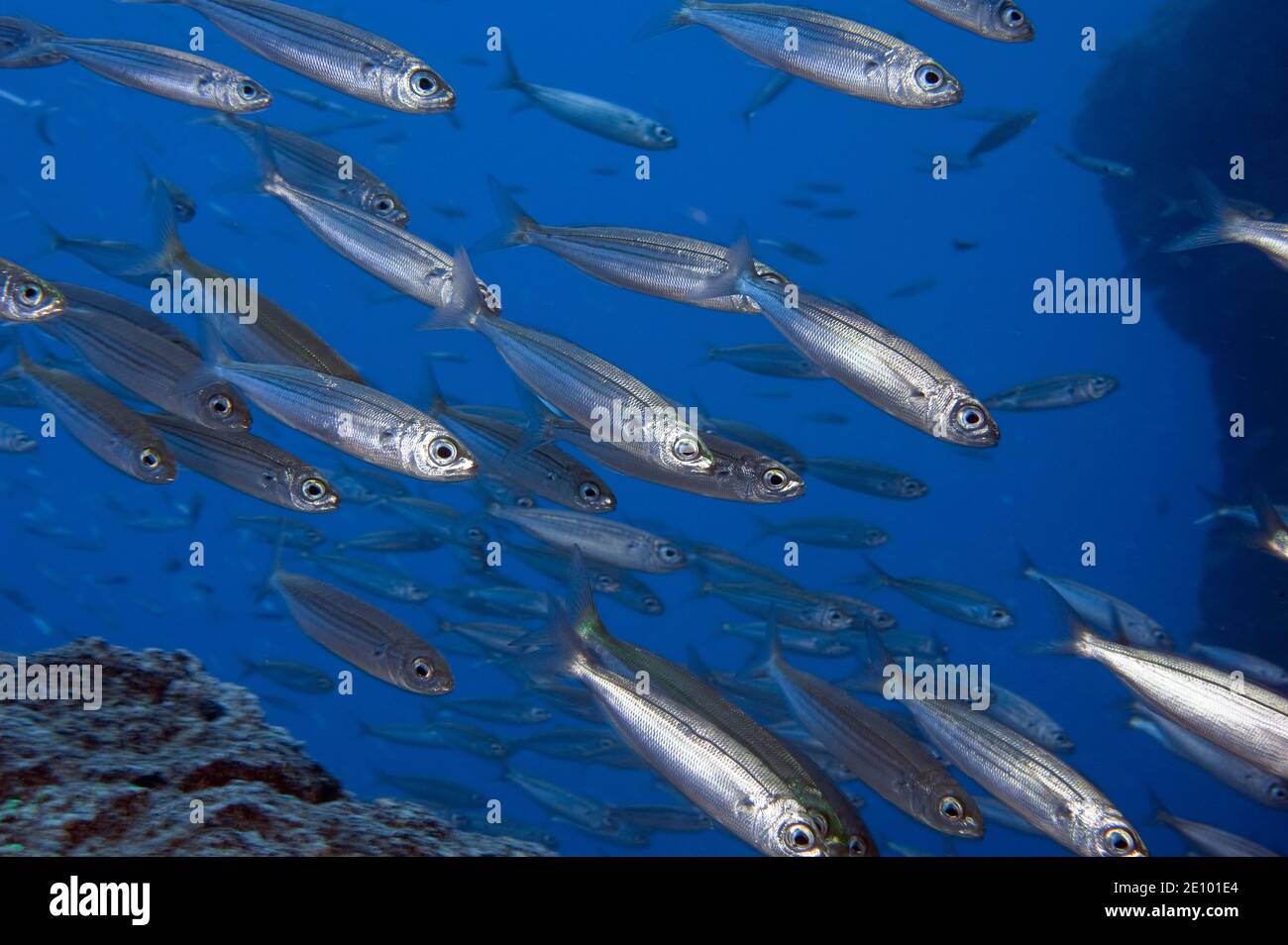 Fischschwärme mit Sardinen (Sardinops sagax), Ostatlantik, Kanarische Inseln, Spanien, Europa Stockfoto