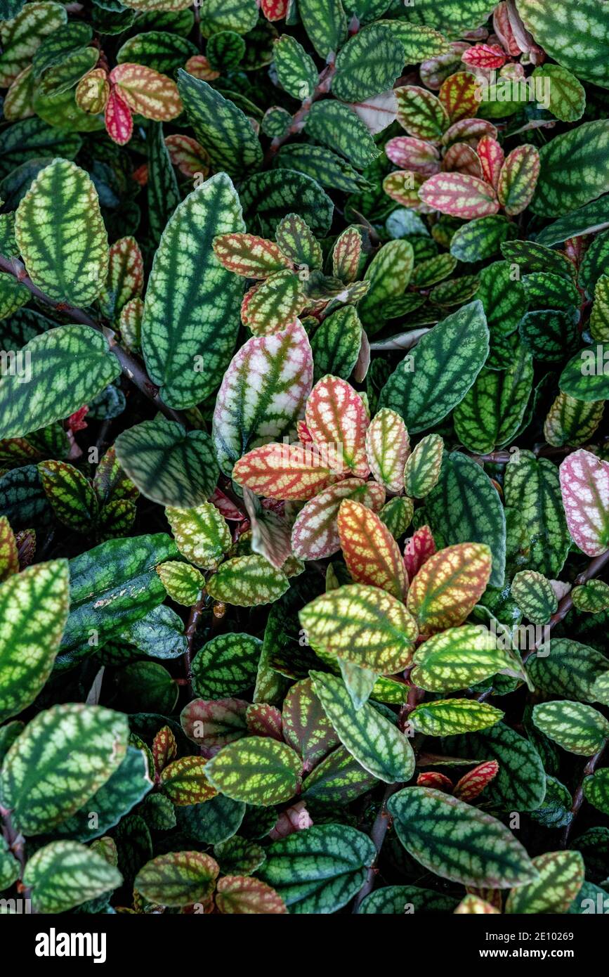 Grün und lila gemusterte Blätter, Punktblume (Hypoestes phyllostachya), Punktblatt, Botanischer Garten Berlin, Berlin, Deutschland, Europa Stockfoto