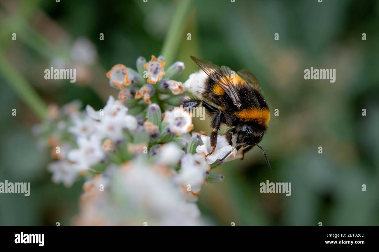 Große Erdhummel (Bombus terrestris), die Nektar auf einer weißen Blume sammelt, Deutschland, Europa Stockfoto