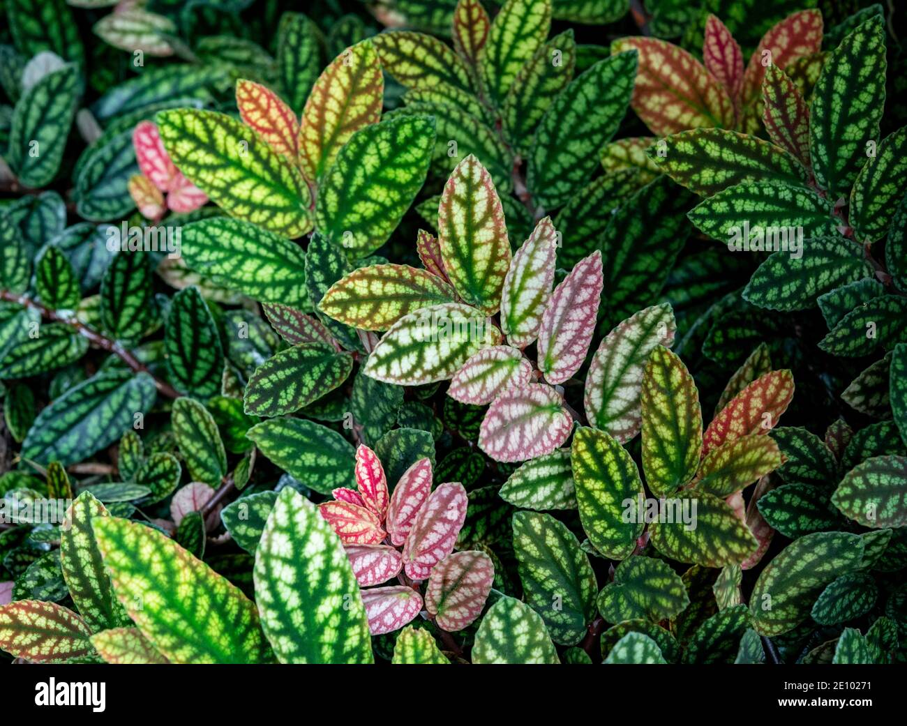 Grün und lila gemusterte Blätter, Punktblume (Hypoestes phyllostachya), Punktblatt, Botanischer Garten Berlin, Berlin, Deutschland, Europa Stockfoto