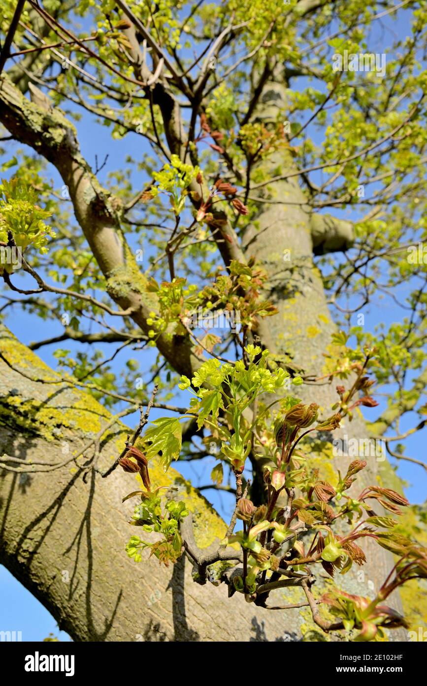 Ahorn (Acer), Blick in die Baumkrone mit Blatttriebe zur Blütezeit, Frühjahr, Nordrhein-Westfalen, Deutschland, Europa Stockfoto