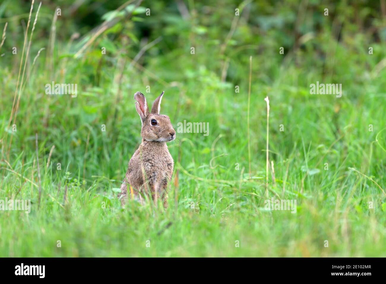 Sitzender Wildkaninchen (Oryctolagus cuniculus) aufmerksam beobachtet, Niederrhein, Nordrhein-Westfalen, Deutschland, Europa Stockfoto