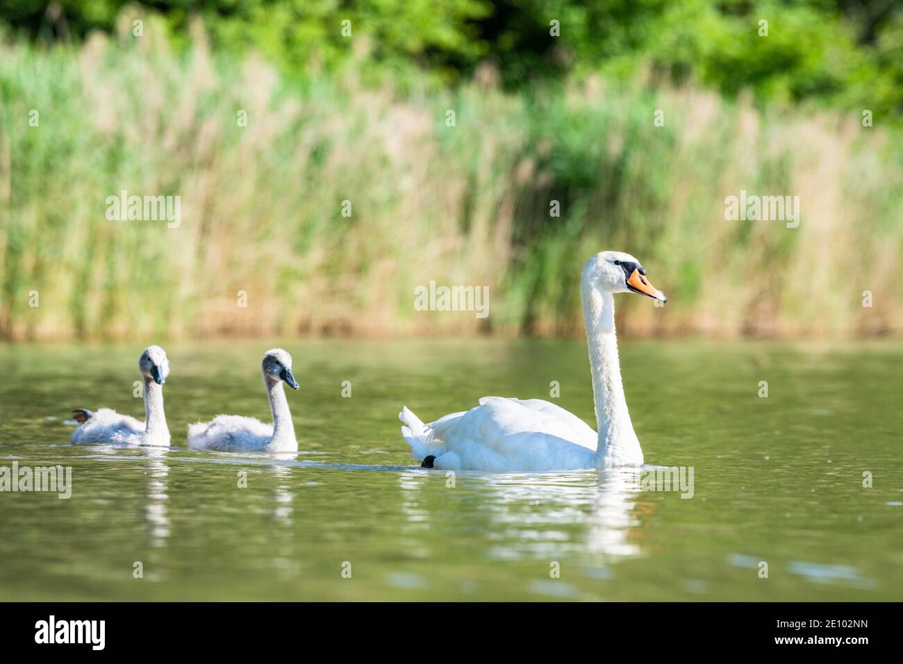 Muter Schwan (cygnus olor) Alto-Bird mit Jung, Rhein, Kanton Zürich, Schweiz, Europa Stockfoto Muter Schwan (cygnus olor) Alto-Bird mit Jung, Rhein, Kanton Zürich, Schweiz, Europa Stockfoto