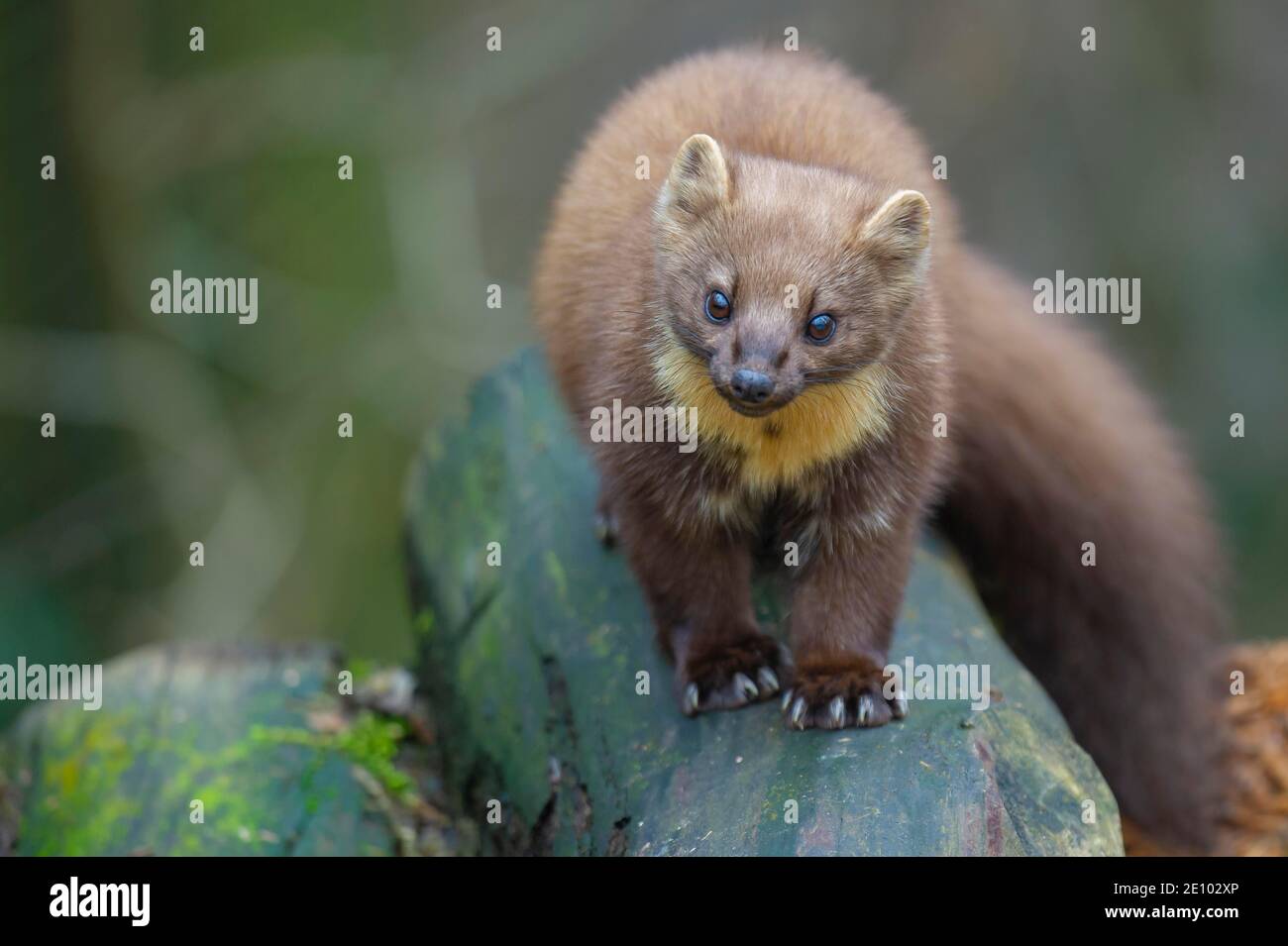 Europäischer Kiefernmarder (Martes martes) auf Holzstapel, Vechta, Niedersachsen, Deutschland, Europa Stockfoto