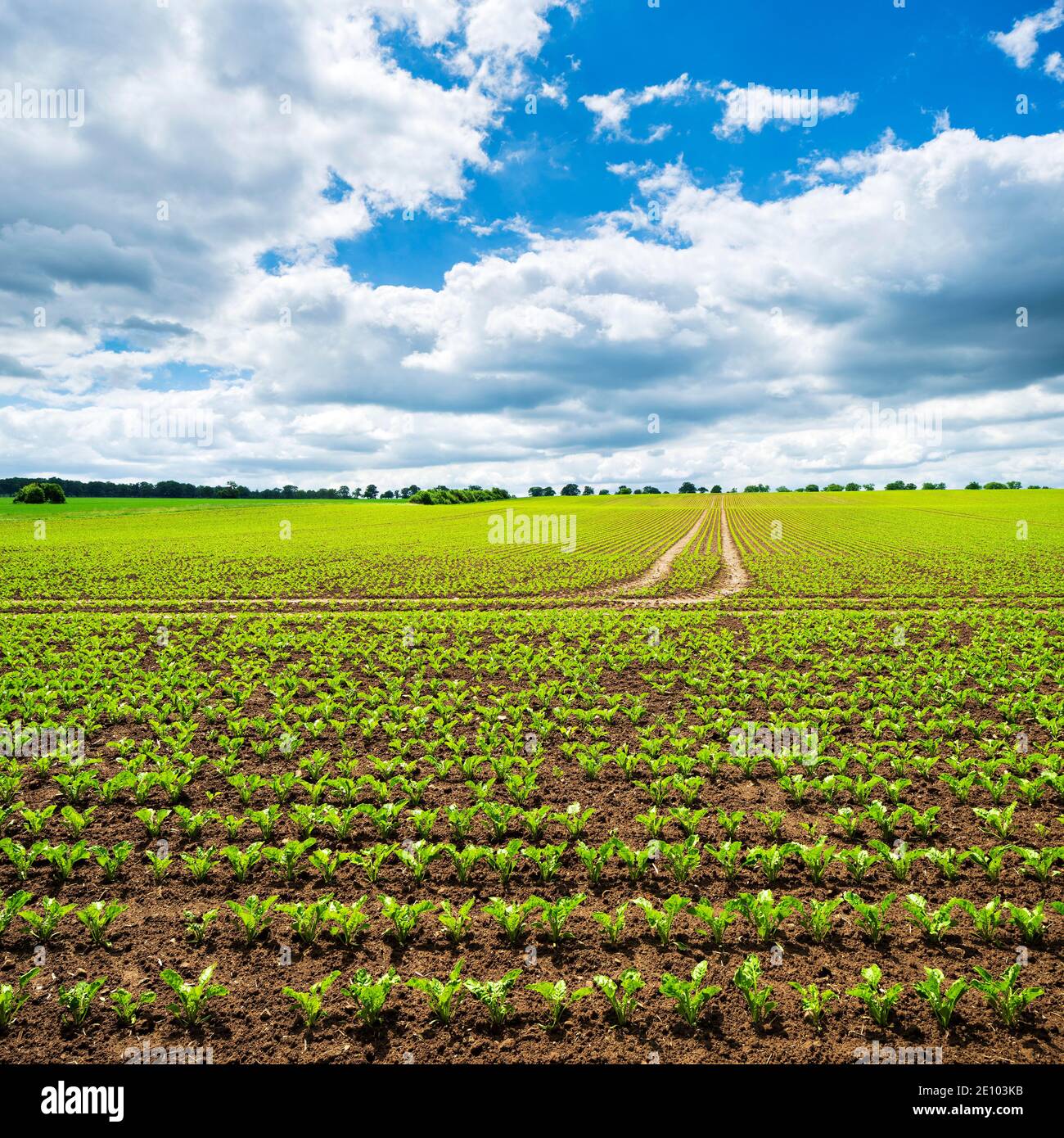 Feld mit Zuckerrüben im Frühjahr, Reinhardswald, Hessen, Deutschland, Europa Stockfoto
