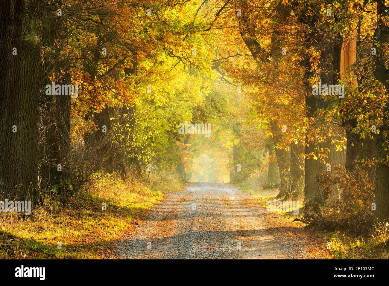 Eichenallee im Herbst, Abendlicht, Reinhardswald, Hessen, Deutschland, Europa Stockfoto