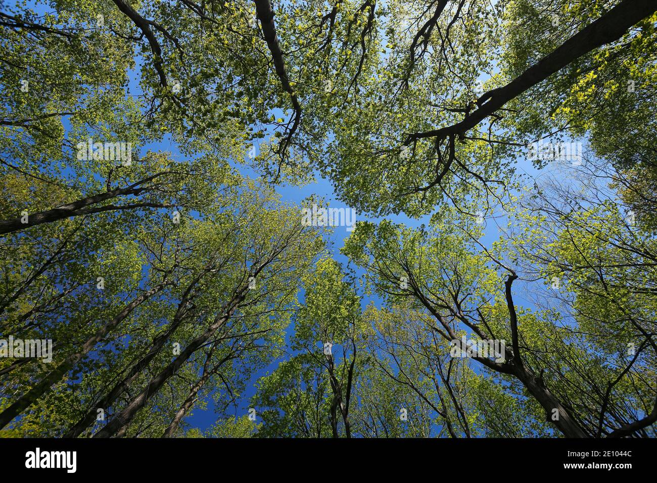 Wald, Baumspitze im Frühling, Quebec Provinz, Kanada, Nordamerika Stockfoto