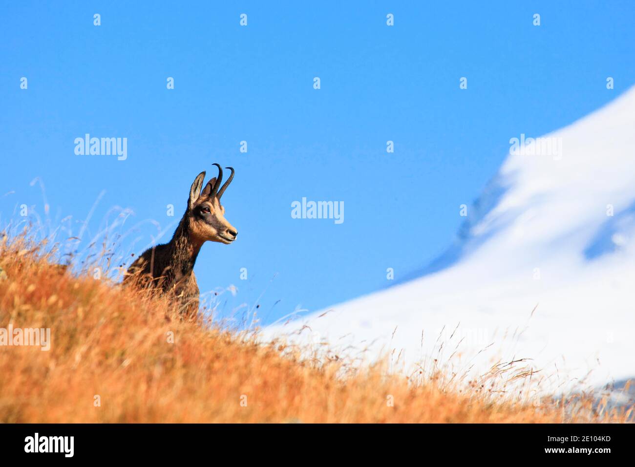 Gämsen, Gämsen, Rupicapra Rupikapra, Alpenböcke, weiblich, Wallis, Schweiz, Europa Stockfoto