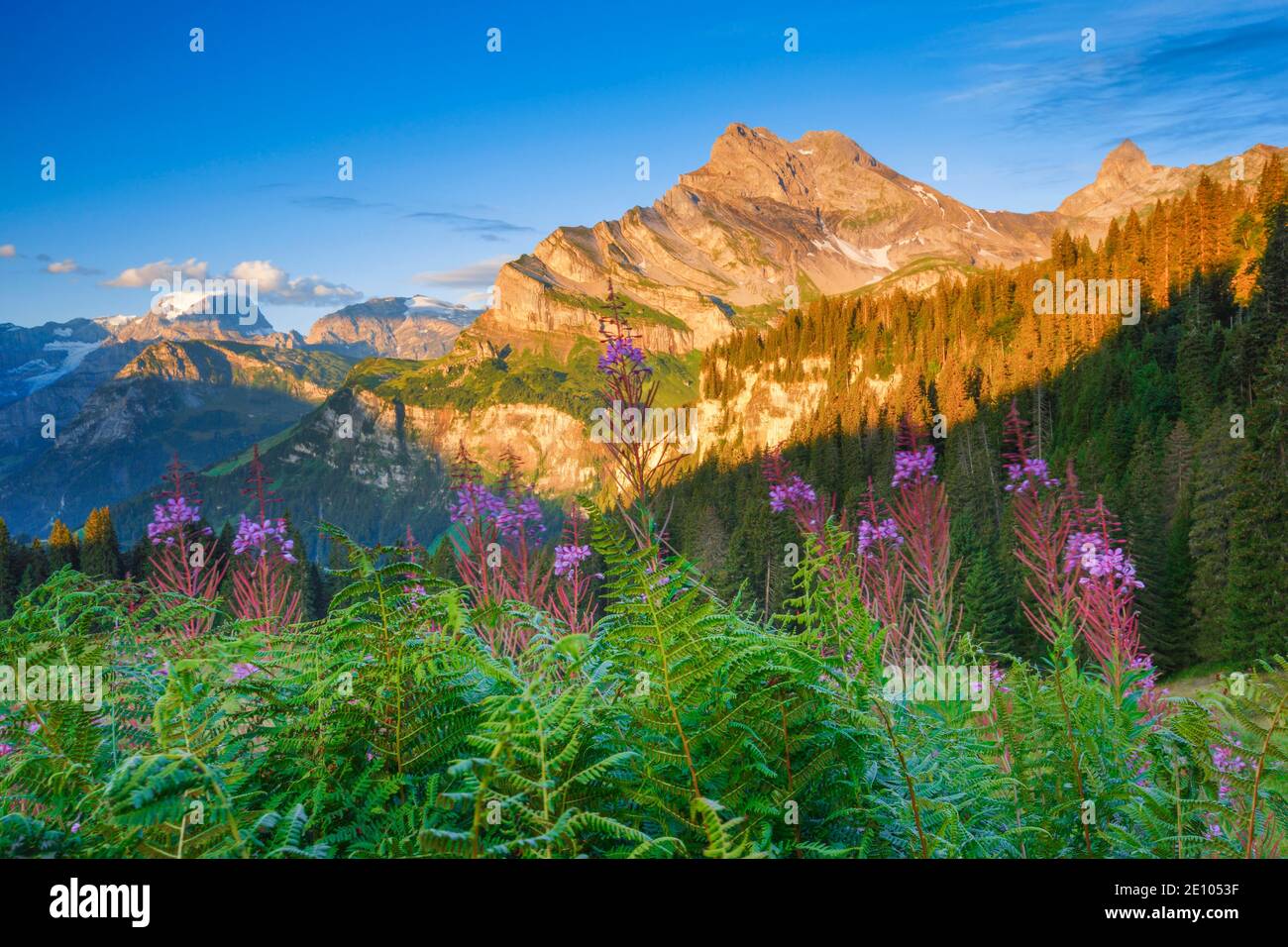 Ortstock und Tödi, Glarus, Schweiz, Europa Stockfoto