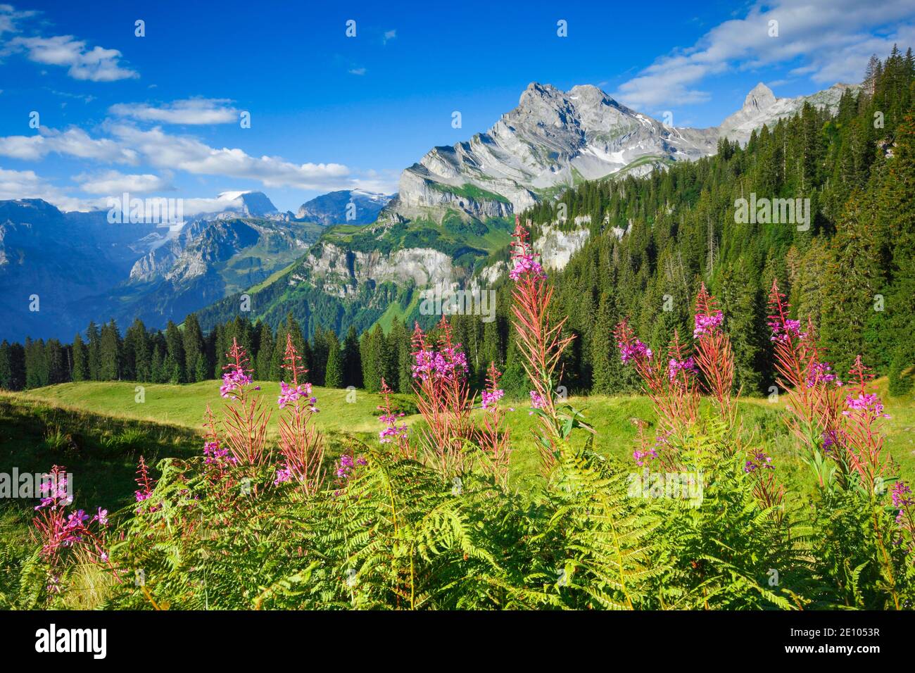 Ortstock und Tödi, Glarus, Schweiz, Europa Stockfoto
