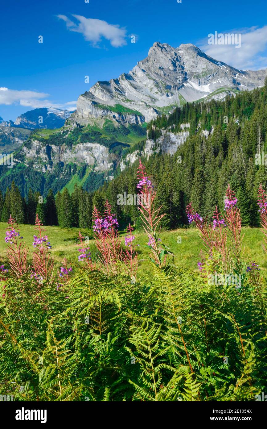 Ortstock und Tödi, Glarus, Schweiz, Europa Stockfoto