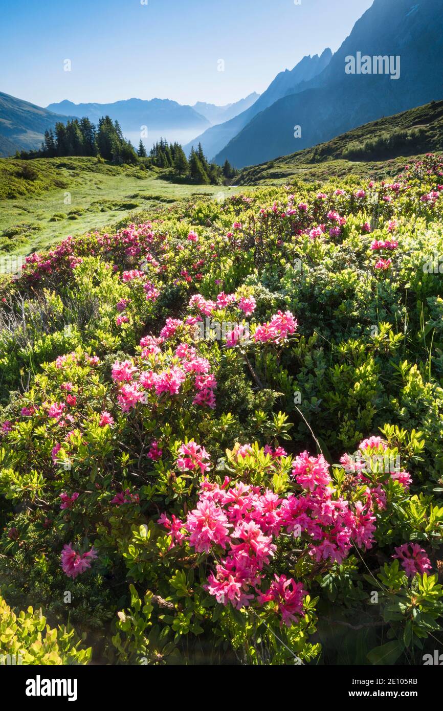 Chalberboden bei große Scheidegg, Bern, Schweiz, Europa Stockfoto