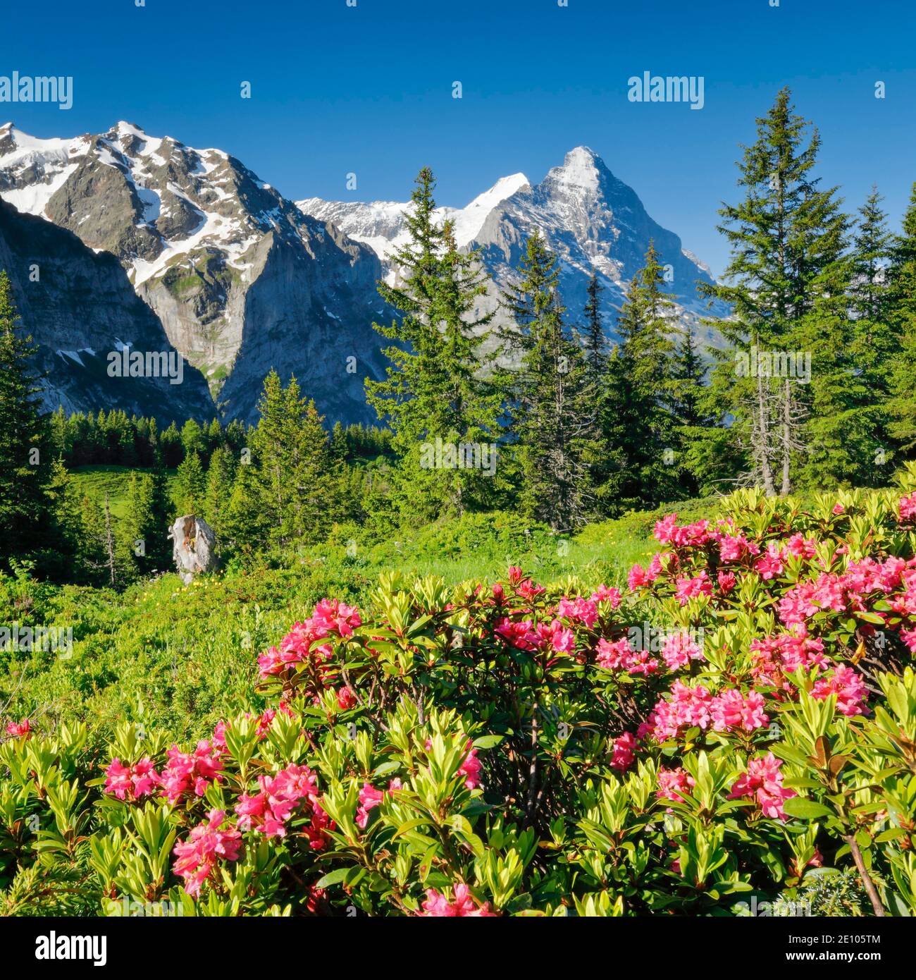 Eiger und Mönch, Blick Chalberboden, Bern, Schweiz, Europa Stockfoto